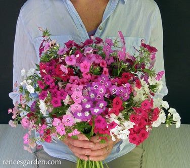 Phlox Annual Dutch Tapestry