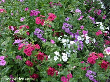 Phlox Annual Dutch Tapestry
