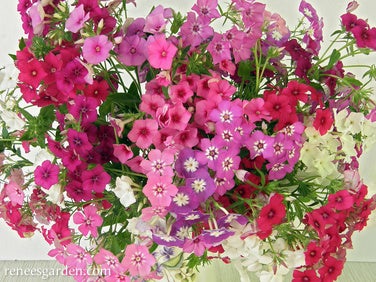 Phlox Annual Dutch Tapestry