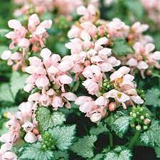 Lamium Pink Pewter 1G