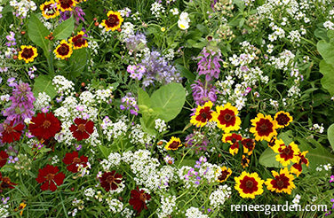 Scatter Garden Flower Power for Nature's Pollinators