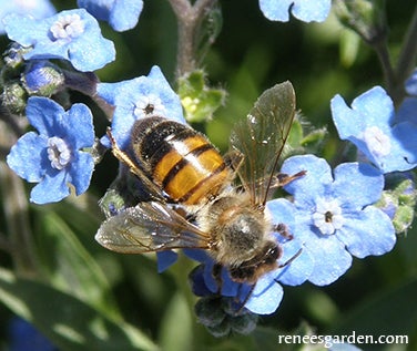 Flower Power for Nature's Pollinators Scatter Garden