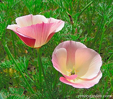 Poppy California Dusky Rose