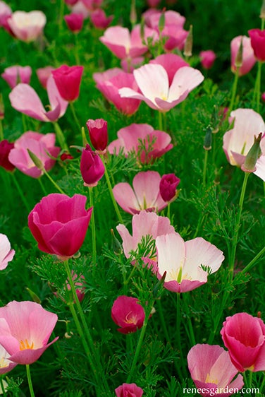 Poppy California Dusky Rose