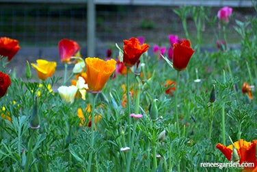 Poppy California Tropical Sunset