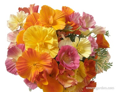 Poppy California Dancing Ballerinas