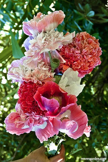 Poppy Carnation French Flounce