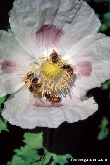 Poppy Culinary Hungarian Breadseed