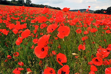 Poppy  Legion of Honour