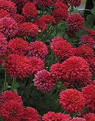 Chrysanthemum Power Surge 1G