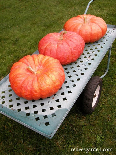 Pumpkin Jumbo Cinderella's Carriage