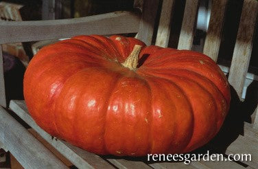 Pumpkin Jumbo Cinderella's Carriage