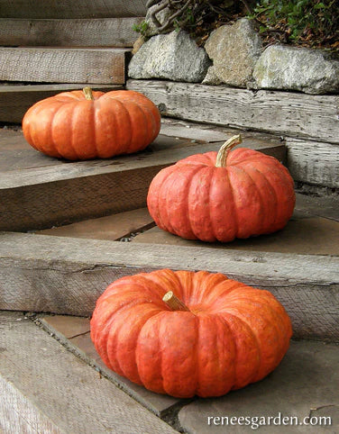 Pumpkin Heirloom Rouge Vif d'Etampes