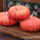 Pumpkin Heirloom Rouge Vif d'Etampes