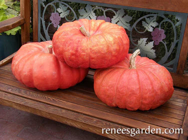 Pumpkin Heirloom Rouge Vif d'Etampes