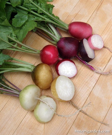 Radish Five Colour Garden Party