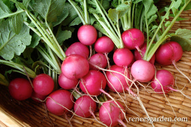 Radish Pink Beauty