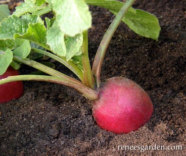 Radish Pink Beauty