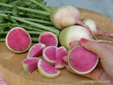 Radish Watermelon