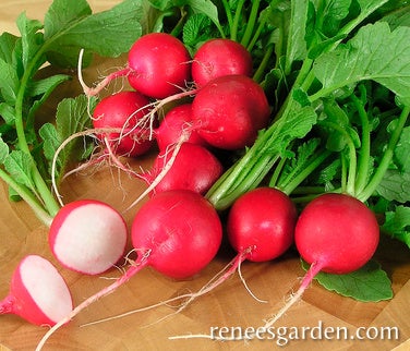 Radish Crimson Crunch