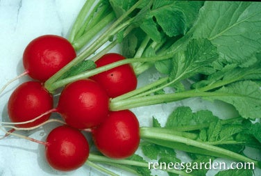 Radish Crimson Crunch