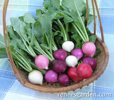 Radish Easter Egg Mix