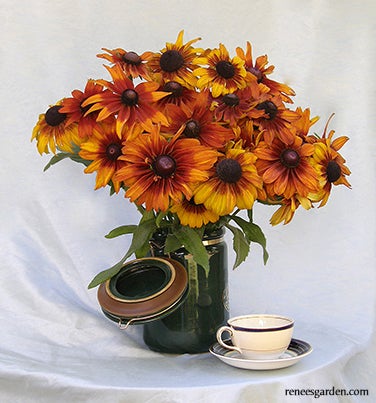 Rudbeckia Cappuccino