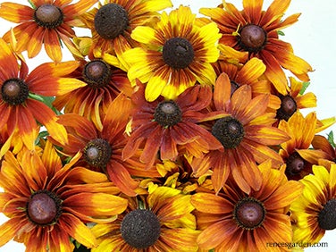 Rudbeckia Cappuccino