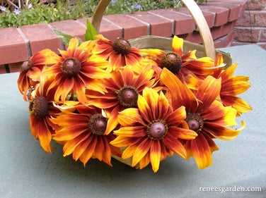 Rudbeckia Cappuccino