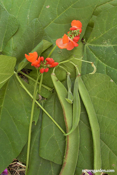 Runner Beans Magic Beanstalk Scarlet Runner