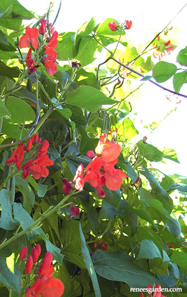 Runner Beans Magic Beanstalk Scarlet Runner