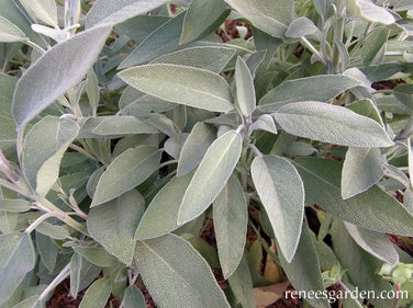 Sage Italian Aromatic