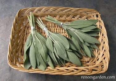 Sage Italian Aromatic