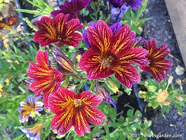 Salpiglossis, Hummingbird, Stained Glass