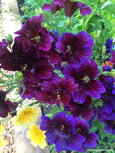 Salpiglossis, Hummingbird, Stained Glass