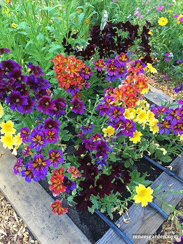 Salpiglossis, Hummingbird, Stained Glass