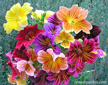 Salpiglossis, Hummingbird, Stained Glass