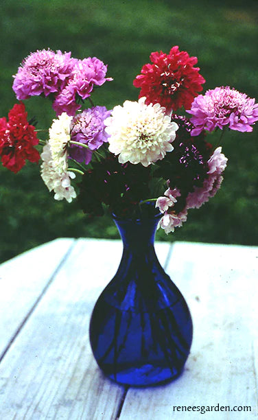 Scabiosa Grandmother's Pincushion