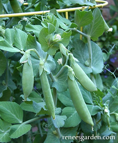 Pea Snap Container Little Crunch