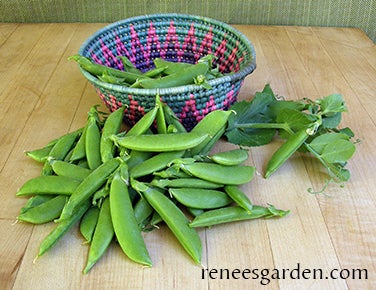 Pea Snap Container Little Crunch