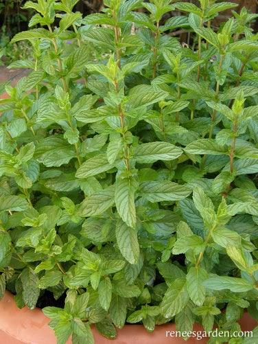 Spearmint Italian