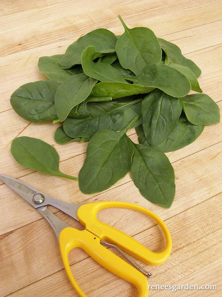 Spinach Catalina