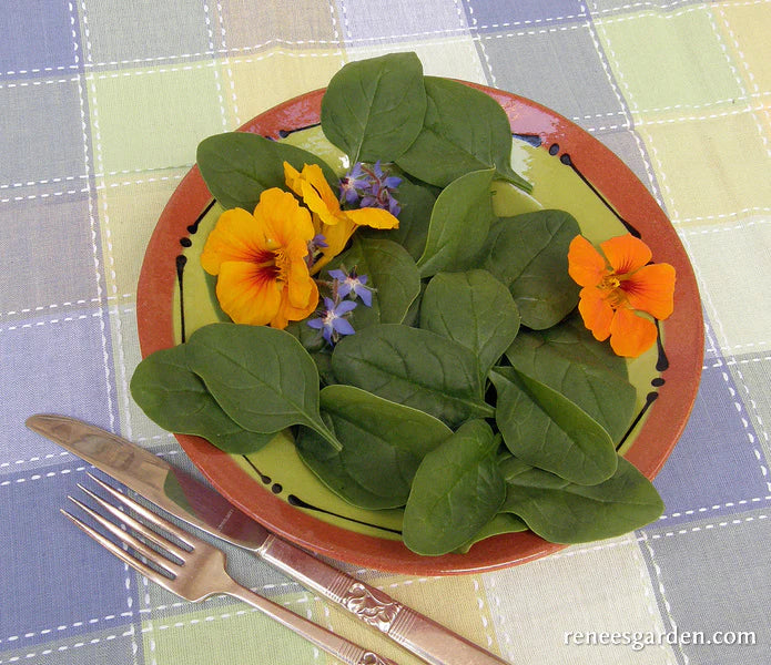 Spinach Catalina