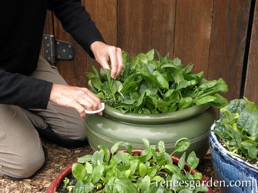 Spinach Container Baby Leaf Little Hero