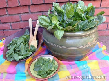 Spinach Container Baby Leaf Little Hero