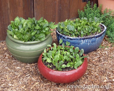 Spinach Container Baby Leaf Little Hero