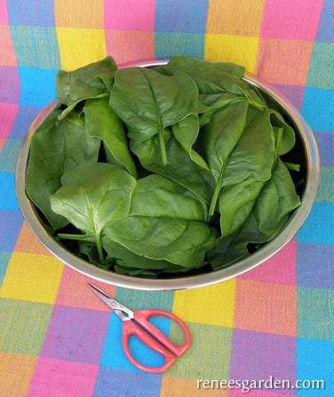 Spinach Longstanding Gangbusters