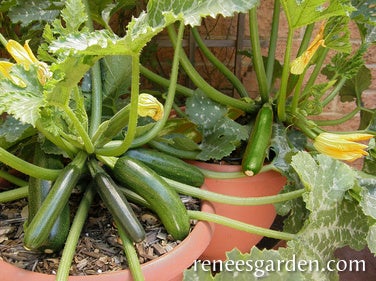 Squash Zucchini Container Astia