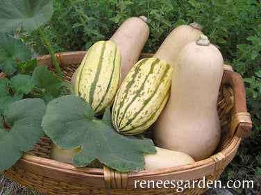 Squash Winter Butternut & Delicata