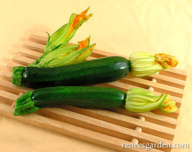 Squash Dark Green Zucchini